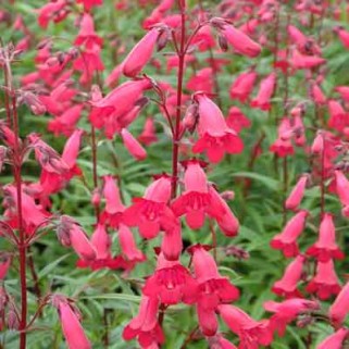 Penstemonas ( lot. Penstemon digitalis) Andenken an Frederik (Garnet)