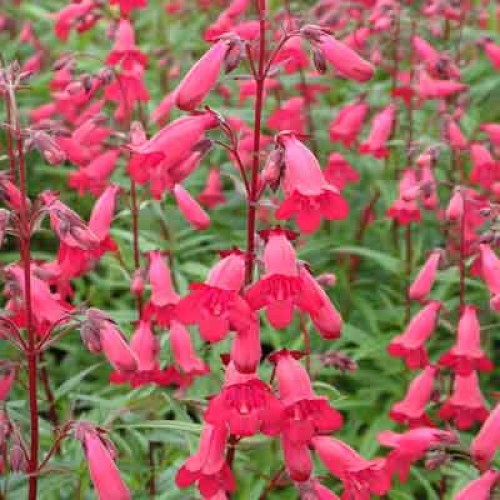 Penstemonas ( lot. Penstemon digitalis) Andenken an Frederik (Garnet)