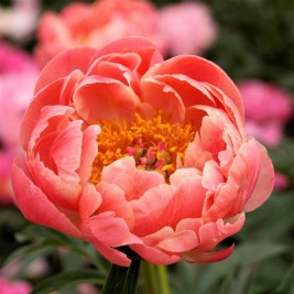 Bijūnas puikusis ( lot. peonia lactiflora) Coral Charm 2025  ruduo