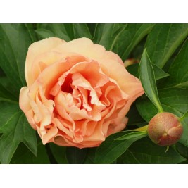 Bijūnas ( lot. peonia hybrida)  ITOH Canary Brilliants 2025 ruduo