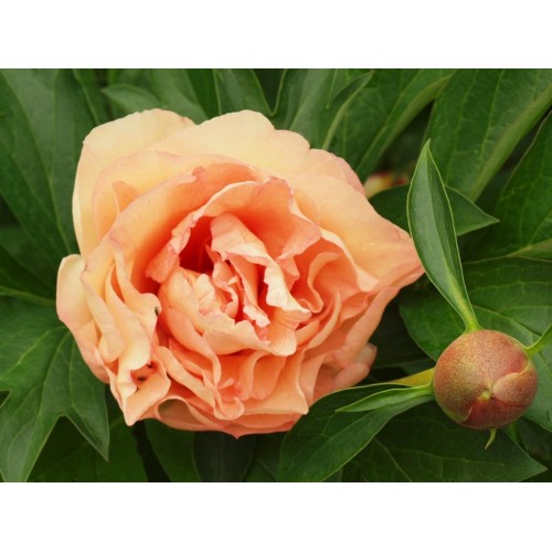 Bijūnas ( lot. peonia hybrida)  ITOH Canary Brilliants 2025 ruduo