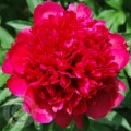 Bijūnas ( lot. peonia hybrida) Many HAppy Returns 2026 ruduo