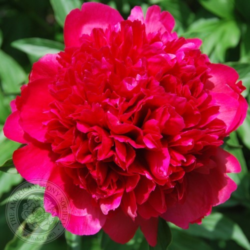 Bijūnas ( lot. peonia hybrida) Many HAppy Returns 2026 ruduo