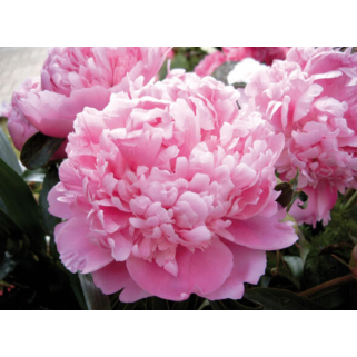 Bijūnas puikusis ( lot. peonia lactiflora) Monsieur Jules, 2026 ruduo