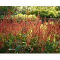 Rūgtis  dėmėtoji (lot.Persicaria amplexicaulis ) Orange Field