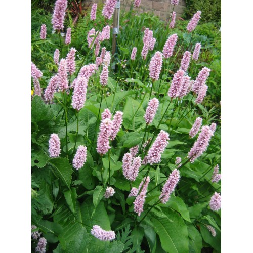 Rūgtis paprastoji (lot.Persicaria bistorta) Superba
