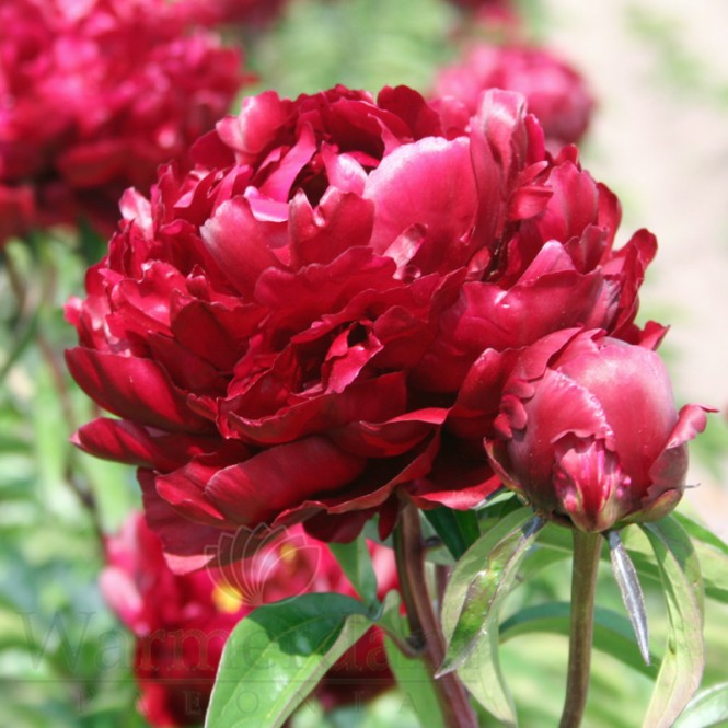 Bijūnas puikusis ( lot. peonia lactiflora) Peter Brand, 2025 ruduo