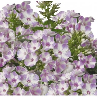 Flioksas ( Phlox paniculata)  Flame Lilac Star