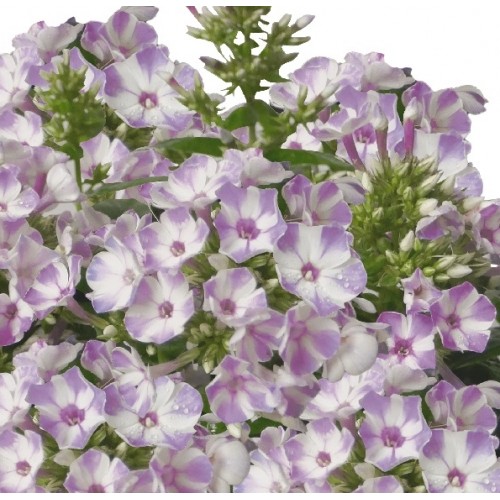 Flioksas ( Phlox paniculata)  Flame Lilac Star