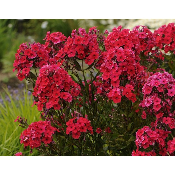 Flioksas ( Phlox paniculata)  Red Riding Hood