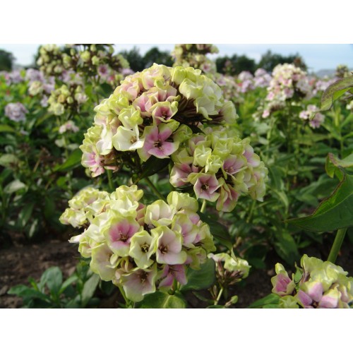 Flioksas ( Phlox paniculata)   Sherbet Blend