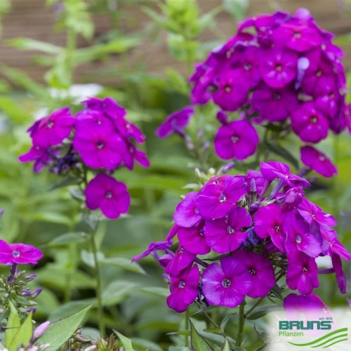 Flioksas ( Phlox paniculata)  The King