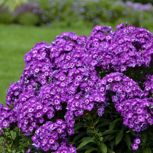 Flioksas ( Phlox paniculata) Laura