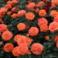 Rožė floribundinė ( lot. Rosa floribunda)  PHOENIX® Kordes 