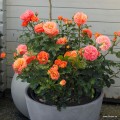 Rožė floribundinė ( lot. Rosa floribunda)  PHOENIX® Kordes 