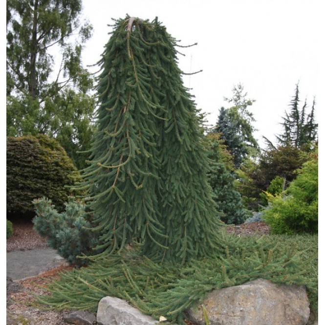 Eglė paprastoji( lot. Picea abies)  Frohburg