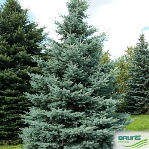 Eglė dygioji ( lot. Picea pungens)  Koster