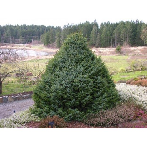 Eglė serbinė ( Picea  omorika) Nana