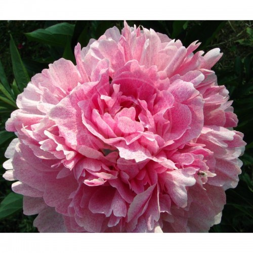 Bijūnas puikusis ( lot. peonia lactiflora) Pietertje Vried vazone