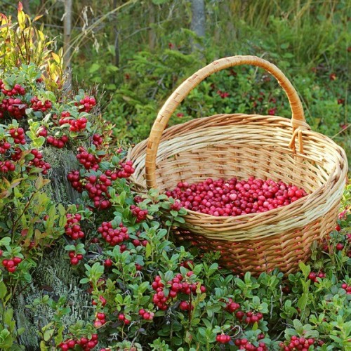 Spanguolė stambiauogė (Vaccinium macrocarpon) PILGRIM