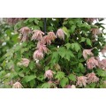 Raganė ( lot.Clematis atragene)  Pink Swing