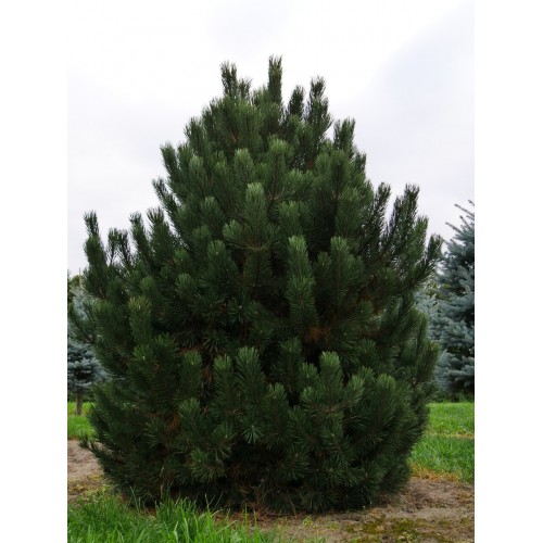 Pušis kalninė (lot. Pinus mugo)  