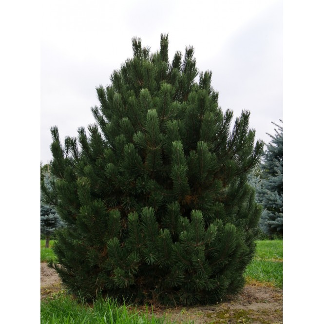 Pušis kalninė (lot. Pinus mugo)  