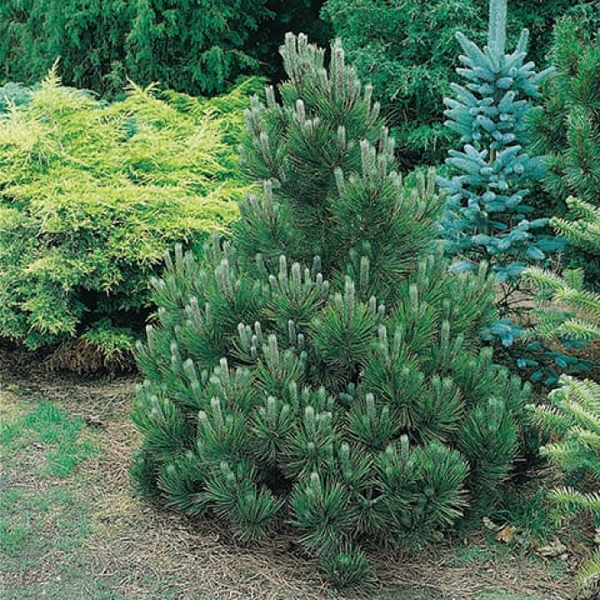 Pušis juodoji (lot. Pinus nigra )  Nana