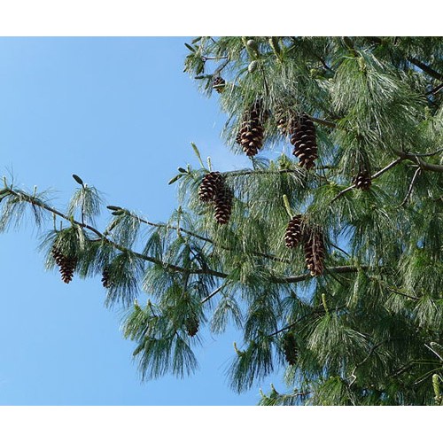 Pušis balkaninė ( lot. Pinus peuce)