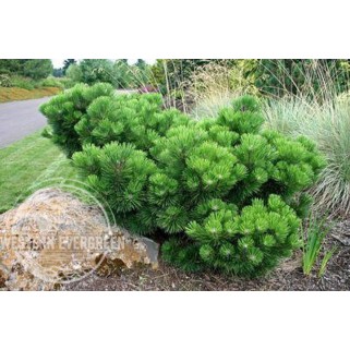 Pušis tunbergo (lot. Pinus thunbergii) Thunderhead