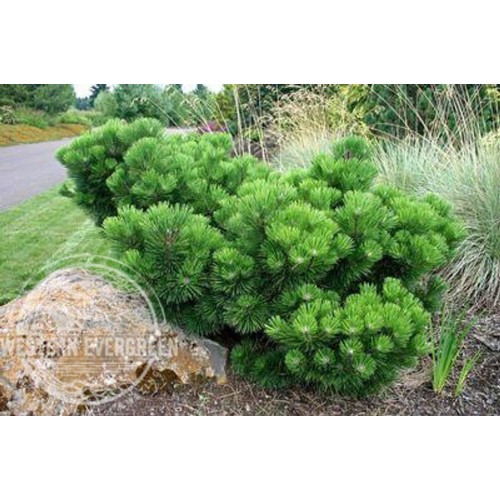 Pušis tunbergo (lot. Pinus thunbergii) Thunderhead