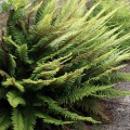 Spyglainis šėriuotasis (lot. Polystichum setiferum) Herrenhausen