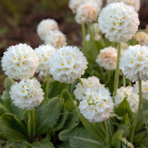 Raktažolė dantytalapė (lot. Primula denticulata) Alba