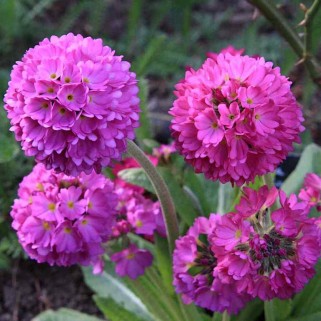 Raktažolė dantytalapė (lot. Primula denticulata) Rubin