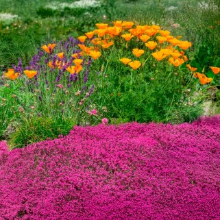 Čiobrelis ( lot. Thymus praecox) Creeping Red