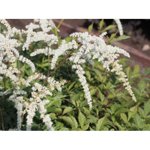 Astilbė tunbergo (lot. Astilbe thungergii) Prof. van der Wielen