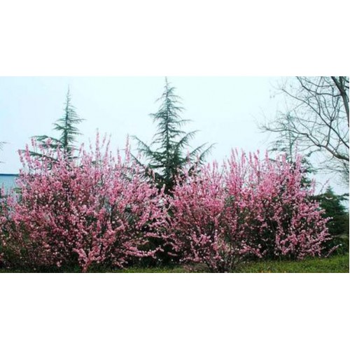 Migdolas triskiautis ( lot.Prunus triloba) 