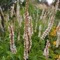 Rūgtis  dėmėtoji (lot.Persicaria amplexicaulis ) Alba