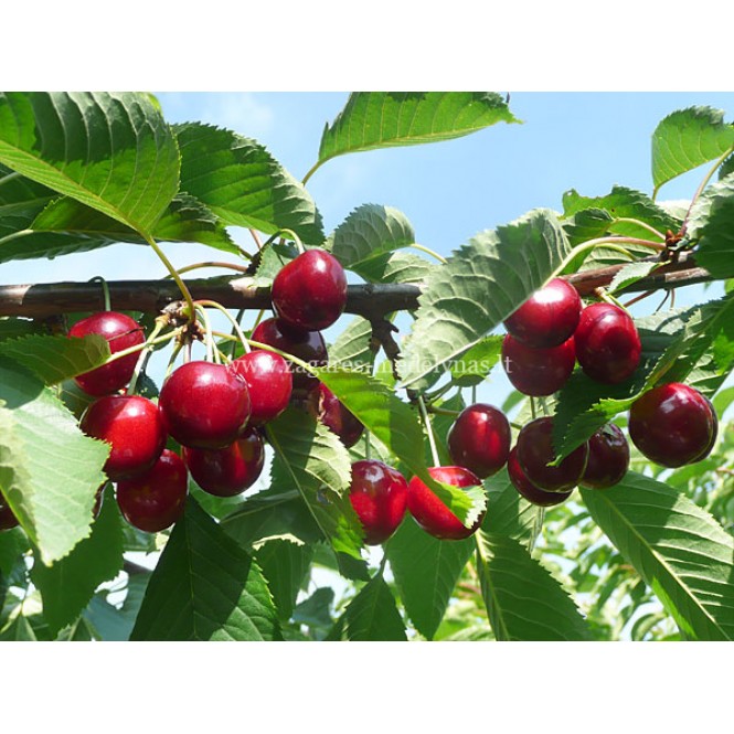 Trešnė ( lot.Prunus avium ) Regina