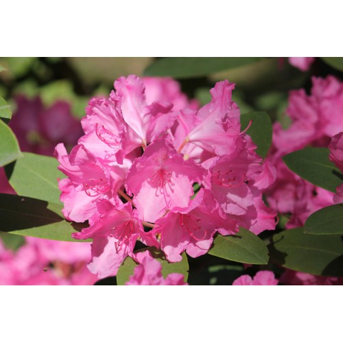 Rododendras jakušimaninis ( lot. Rhododendron yakushimanimum) Lumina