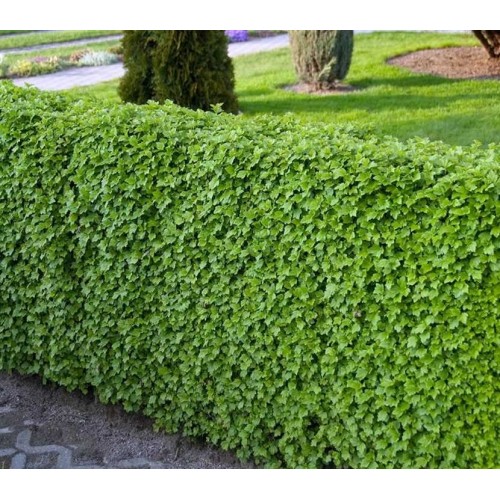 Serbentas kalninis (lot. Ribes alpinum) Schmidt