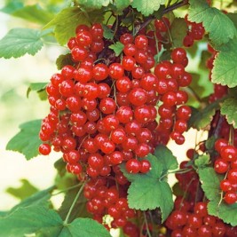 Serbentas raudonasis ( lot. Ribes rubrum) Jonkheer van Tets Serbentas raudonasis ( lot. Ribes rubrum) Jonkheer van Tets