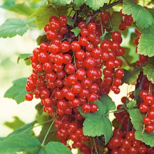 Serbentas raudonasis ( lot. Ribes rubrum) Jonkheer van Tets