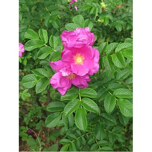 Rožė ( lot. Rosa rugosa ) Rubra