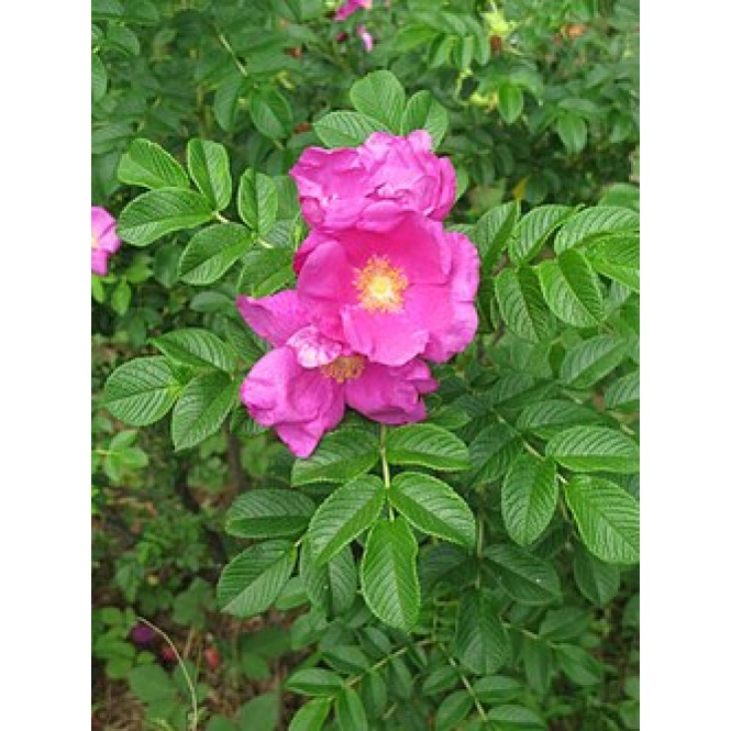 Rožė ( lot. Rosa rugosa ) Rubra