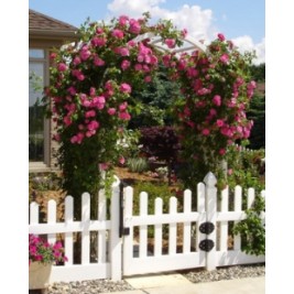 Rožė kanadinė ( lot. Rosa ) John Cabot