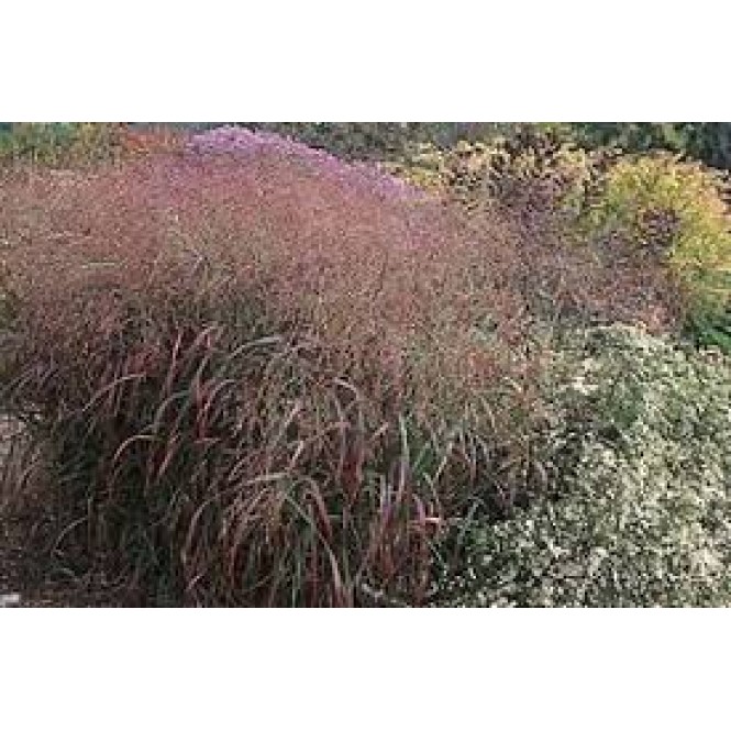 Ryškėtoji sora ( lot. Panicum virgatum) Rotstrahlbusch