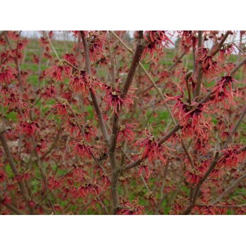 Hamamelis  ( lot. Hamamelis intermedia) Ruby Glow