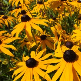 Rudbekija žėrinčioji (lot.Rudbeckia fulgida ) Goldstrum
