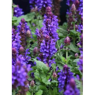 Šalavijas gojinis ( lot. Salvia nemorosa) Marvel Blue